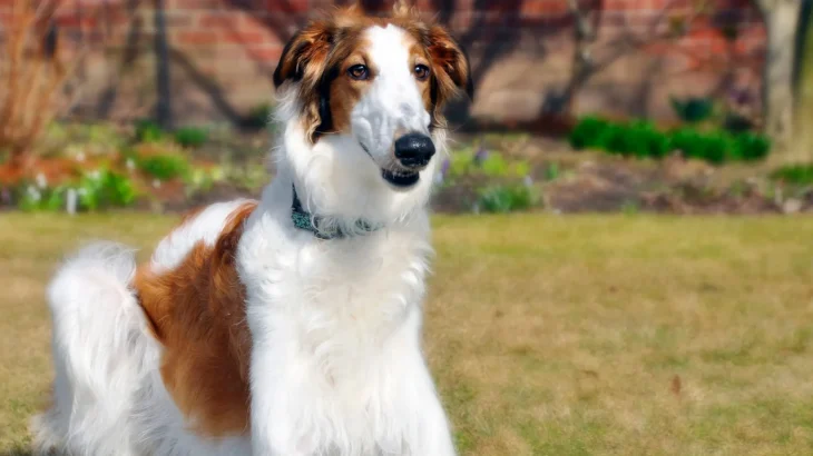 Borzoi Dog photo