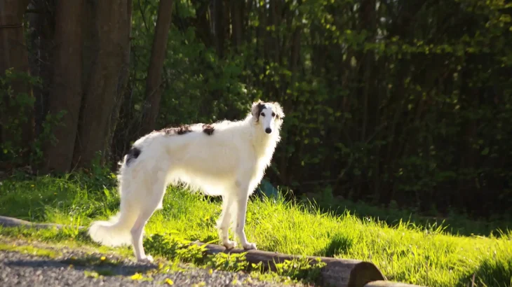 Borzoi Dog photo