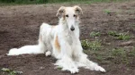 Borzoi Dog photo