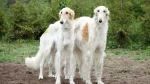 Borzoi Dog photo