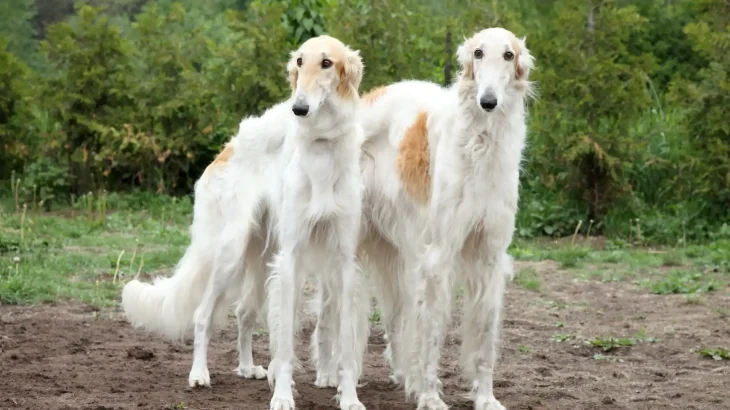 Borzoi Dog photo