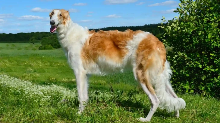 Borzoi Dog photo