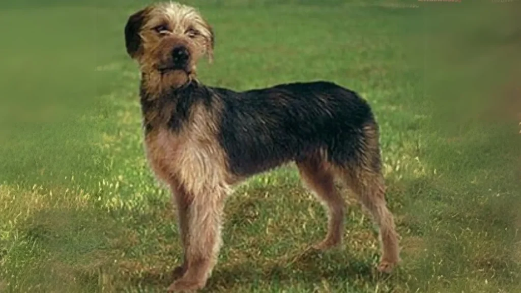 Bosnian Coarse-haired Hound Dog photo