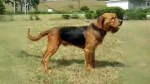 Bosnian Coarse-haired Hound Dog photo