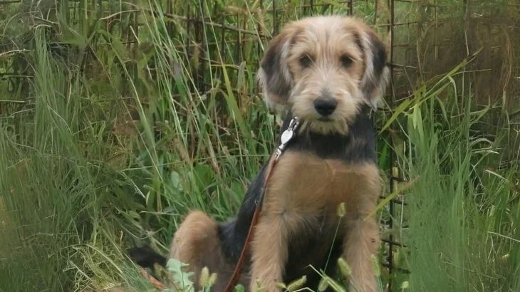 Bosnian Coarse-haired Hound Dog photo