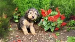 Bosnian Coarse-haired Hound Dog photo