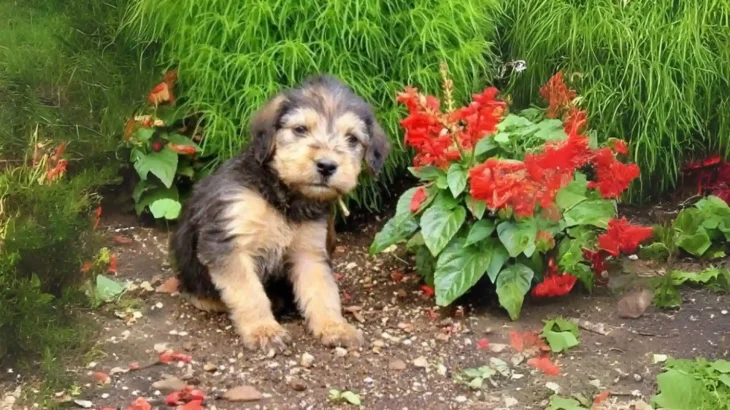 Bosnian Coarse-haired Hound Dog photo