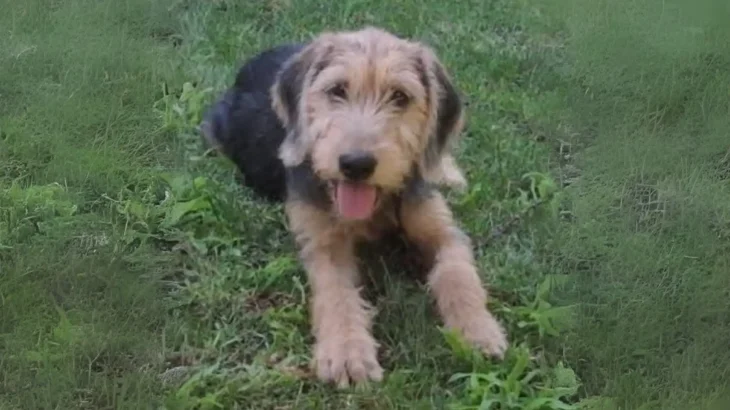 Bosnian Coarse-haired Hound Dog photo