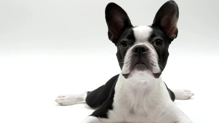 Boston Terrier Dog photo