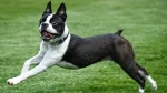 Boston Terrier Dog photo