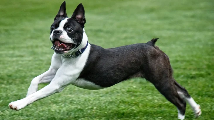 Boston Terrier Dog photo