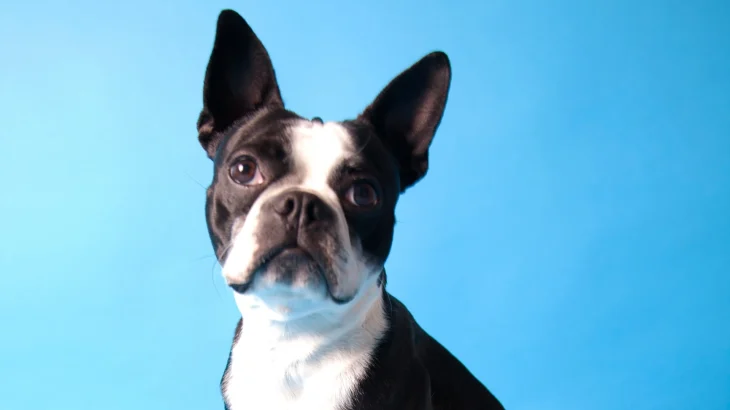 Boston Terrier Dog photo