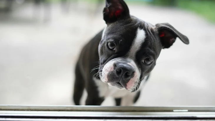 Boston Terrier Dog photo