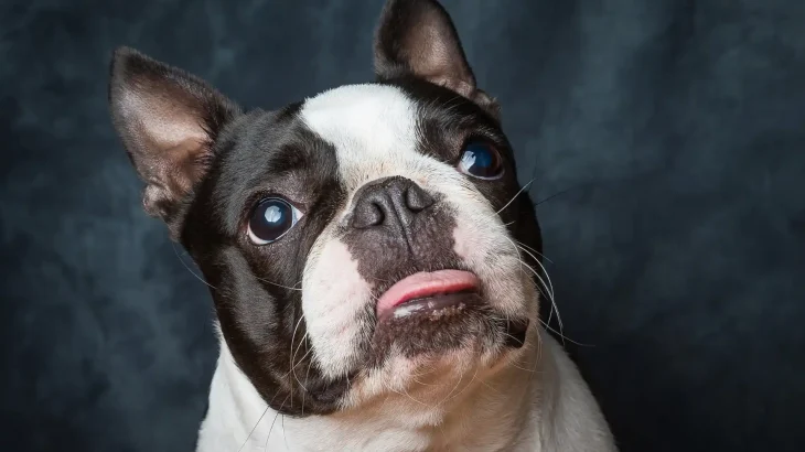Boston Terrier Dog photo