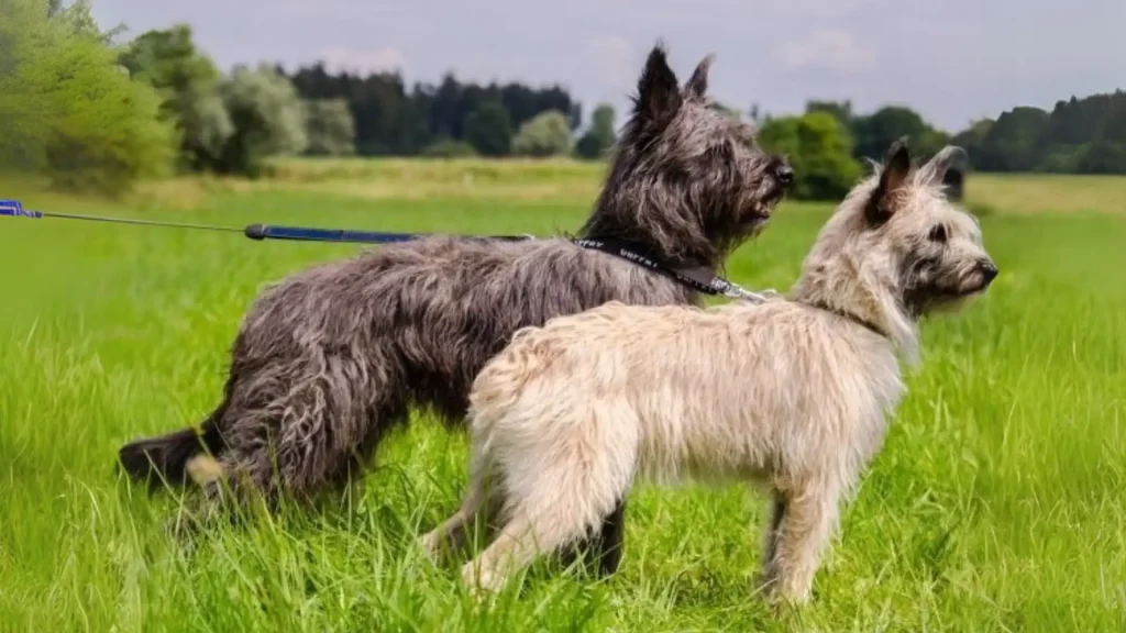 Bouvier de Ardennes Dog photo