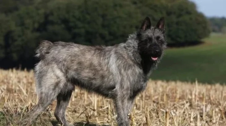 Bouvier de Ardennes Dog photo