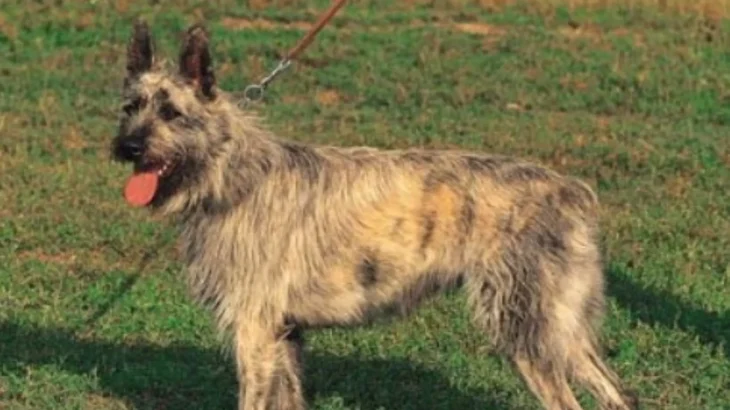 Bouvier de Ardennes Dog photo