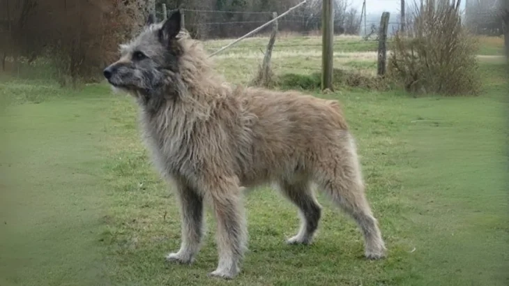 Bouvier de Ardennes Dog photo