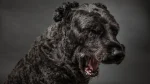 Bouvier des Flandres Dog photo
