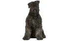 Bouvier des Flandres Dog photo