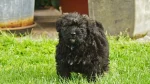 Bouvier des Flandres Dog photo