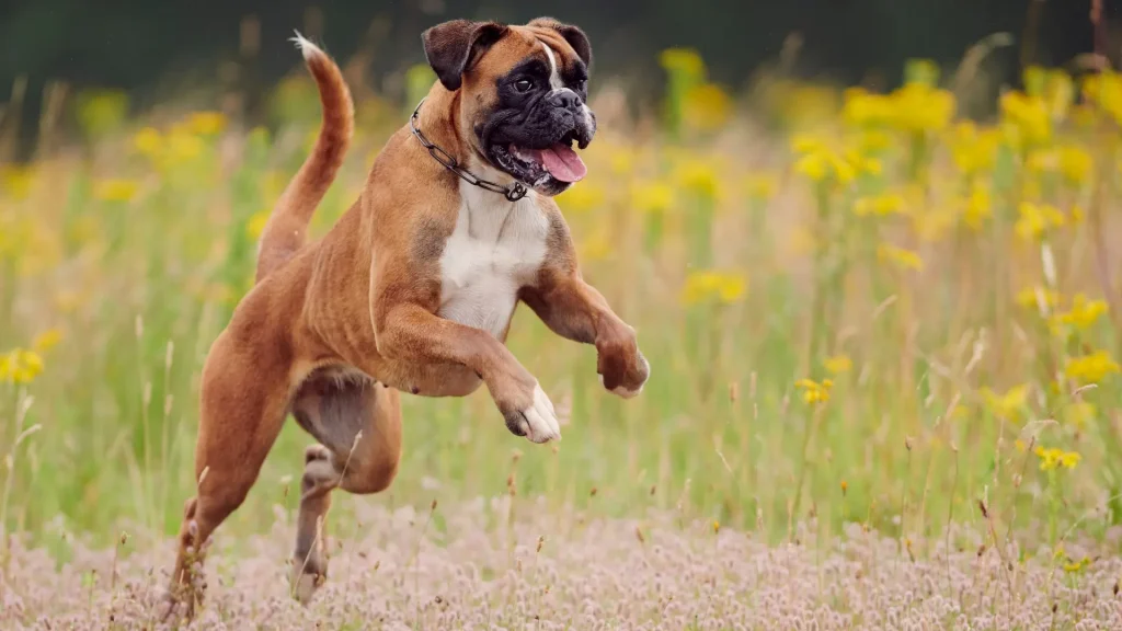 Boxer Dog photo