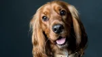 Boykin Spaniel Dog photo