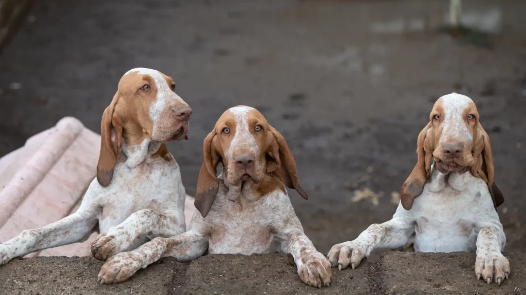 Bracco Italiano Dog photo