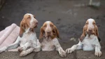 Bracco Italiano Dog photo