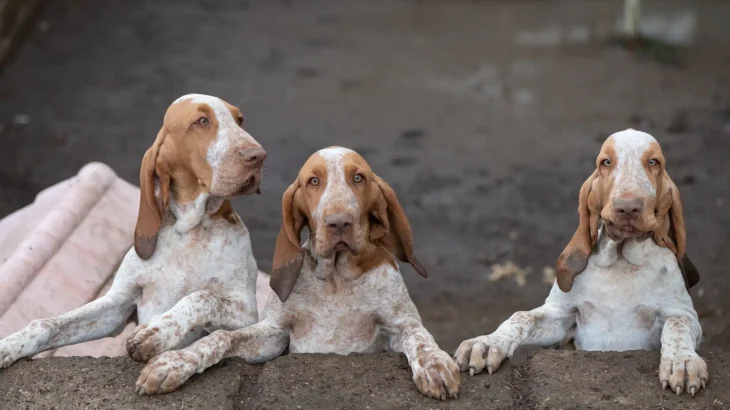 Bracco Italiano Dog photo