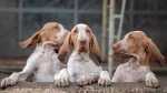 Bracco Italiano Dog photo