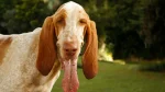 Bracco Italiano Dog photo