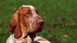 Bracco Italiano Dog photo