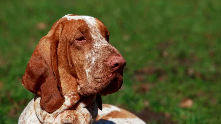 Bracco Italiano Dog photo