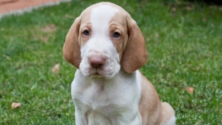 Bracco Italiano Dog photo