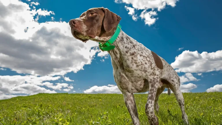 Braque du Bourbonnais Dog photo