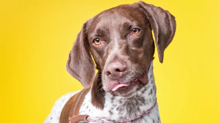 Braque du Bourbonnais Dog photo