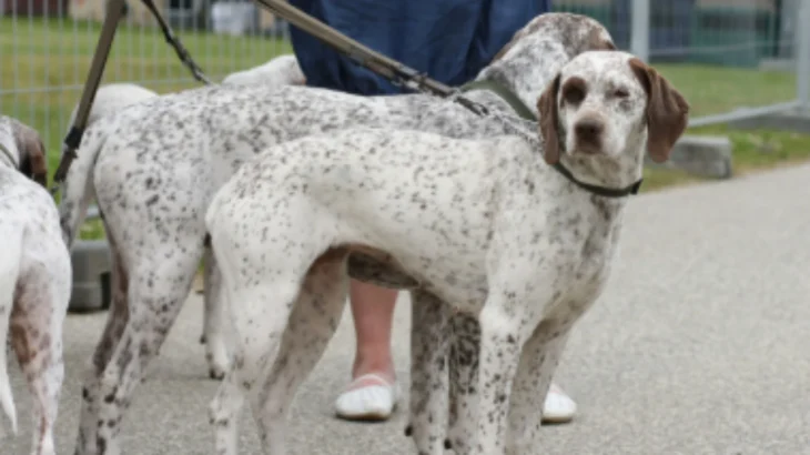Braque du Bourbonnais Dog photo