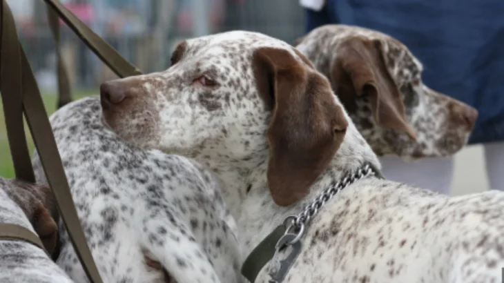 Braque du Bourbonnais Dog photo