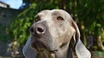 Braque du Bourbonnais Dog photo