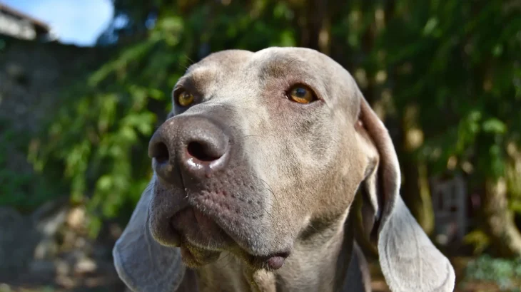 Braque du Bourbonnais Dog photo