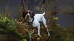 Braque Francese Dog photo