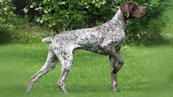 Braque Francese Dog photo
