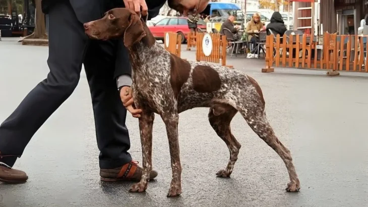 Braque Francese Dog photo