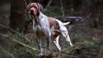 Braque Francese Dog photo