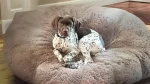 Braque Francese Dog photo