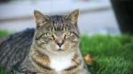 Brazilian Shorthair Cat photo