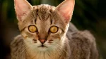 Brazilian Shorthair Cat photo