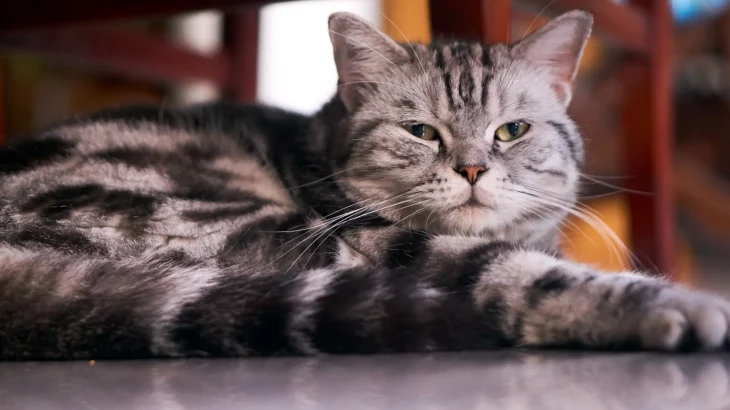 Brazilian Shorthair Cat photo