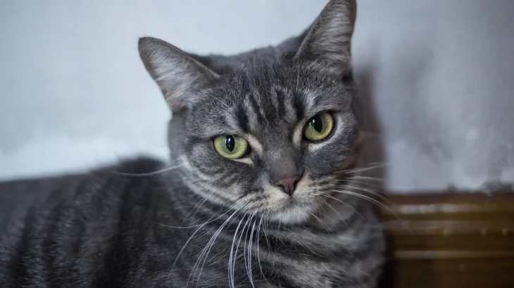 Brazilian Shorthair Cat photo